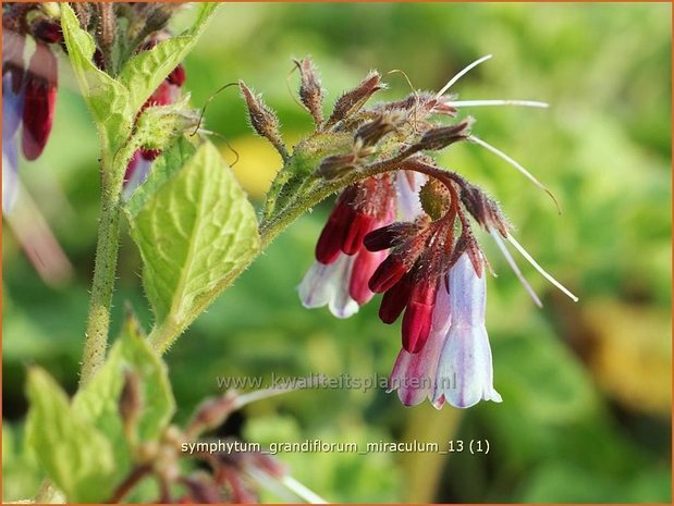 Symphytum grandiflorum 'Miraculum' | Smeerwortel