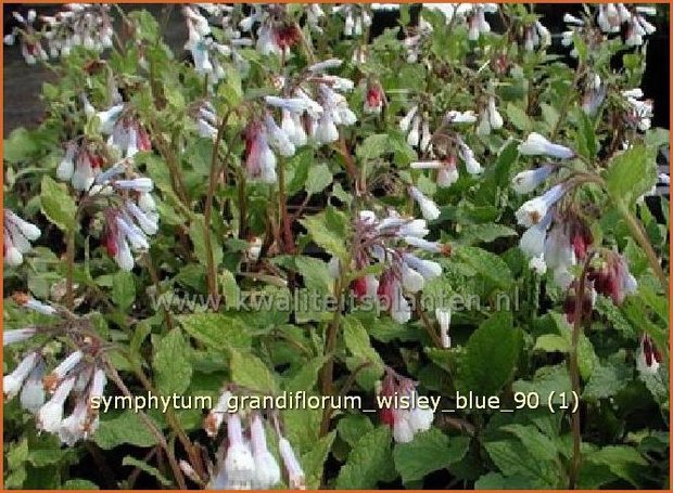 Symphytum grandiflorum 'Wisley Blue' | Smeerwortel