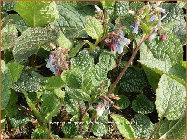 Symphytum grandiflorum 'Wisley Blue' | Smeerwortel