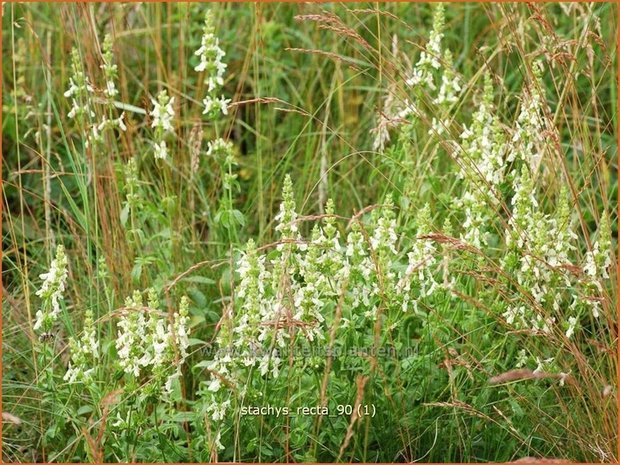 Stachys recta | Bergandoorn