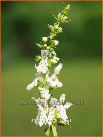 Stachys recta | Bergandoorn