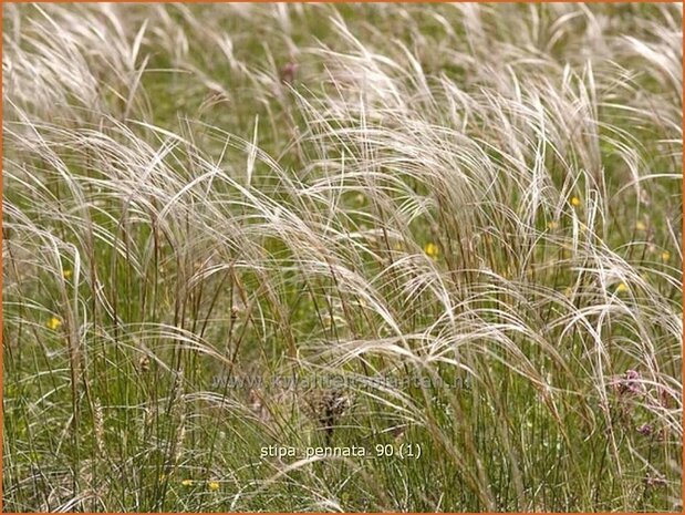 Stipa pennata | Vedergras