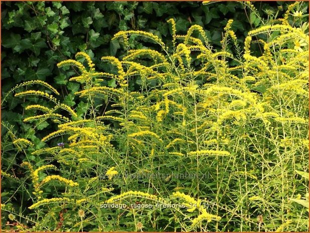 Solidago rugosa 'Fireworks' | Guldenroede