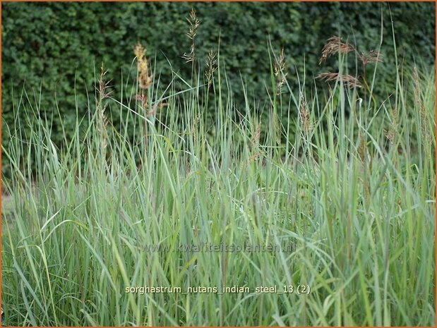 Sorghastrum nutans 'Indian Steel' | Goudbaardgras