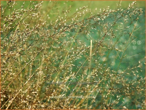 Sporobolus heterolepis | Prairiedropzaad, Parelgras | Prärie-Tropfengras