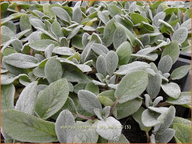 Stachys byzantina 'Big Ears' | Ezelsoor, Andoorn, Bereoren