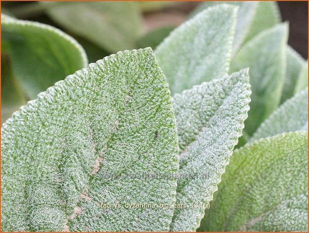 Stachys byzantina 'Big Ears' | Ezelsoor, Andoorn, Bereoren