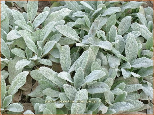 Stachys byzantina 'Silver Carpet' | Ezelsoor, Andoorn, Bereoren