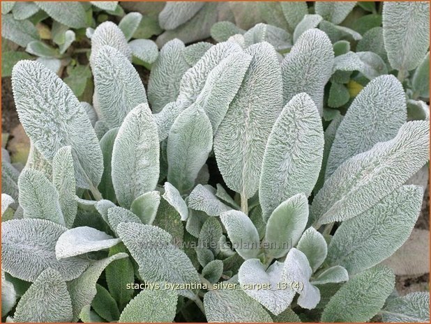 Stachys byzantina 'Silver Carpet' | Ezelsoor, Andoorn, Bereoren