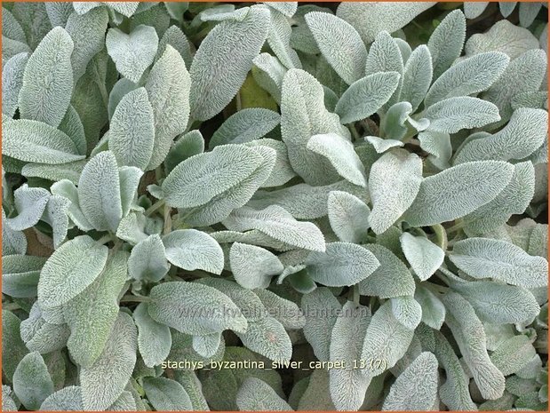 Stachys byzantina 'Silver Carpet' | Ezelsoor, Andoorn, Bereoren