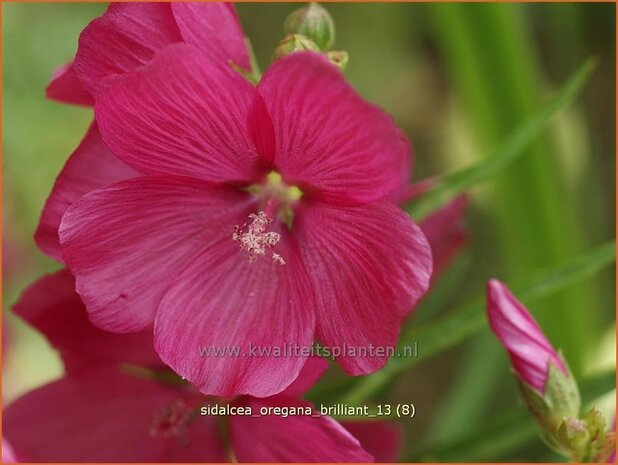 Sidalcea oregana 'Brilliant' | Griekse malva