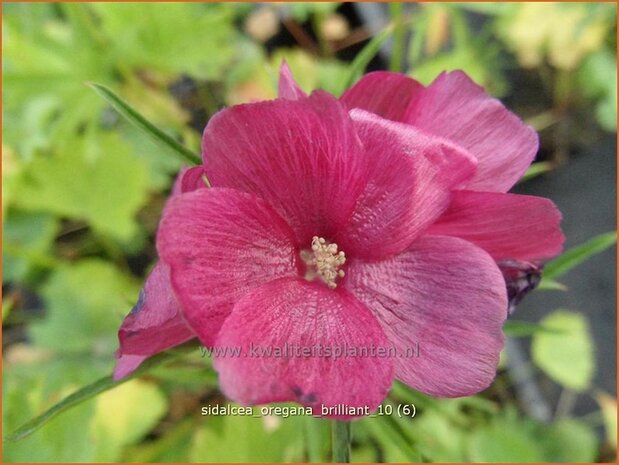 Sidalcea oregana 'Brilliant' | Griekse malva