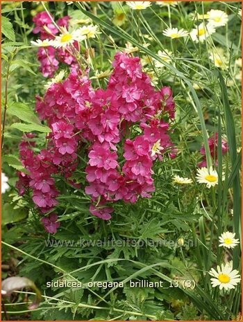 Sidalcea oregana 'Brilliant' | Griekse malva