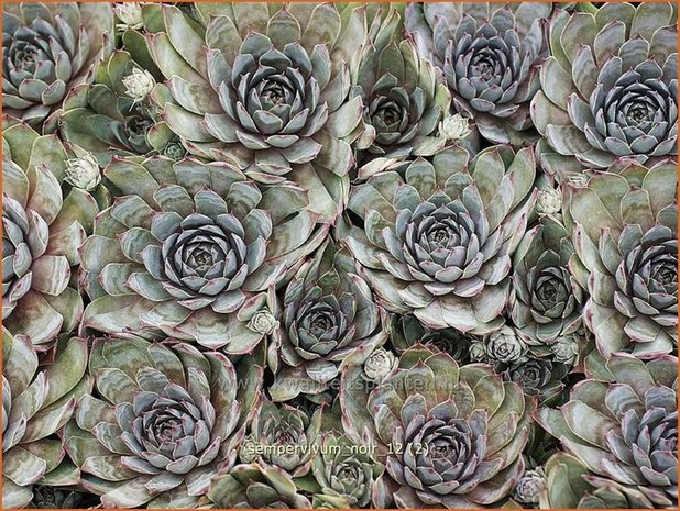 Sempervivum 'Noir' | Huislook, Donderblad