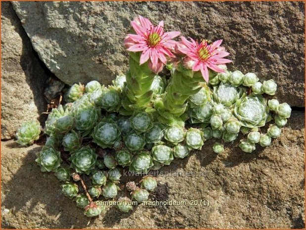 Sempervivum arachnoideum | Huislook, Donderblad, Spinnenwebhuislook