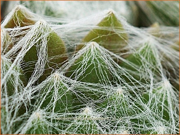 Sempervivum arachnoideum | Huislook, Donderblad, Spinnenwebhuislook