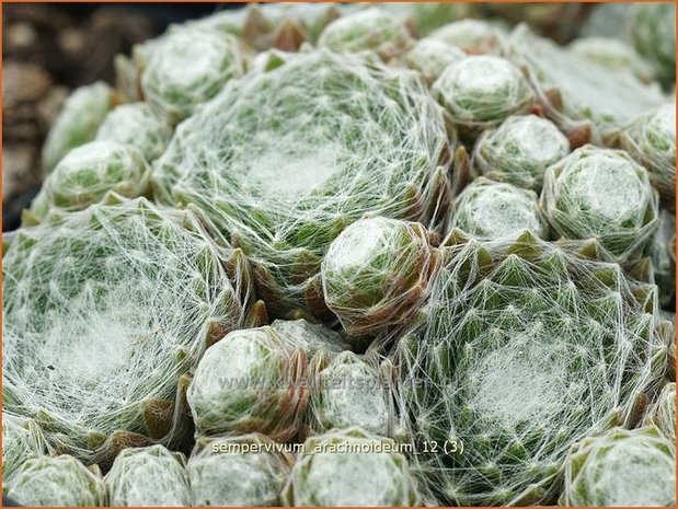 Sempervivum arachnoideum | Huislook, Donderblad, Spinnenwebhuislook