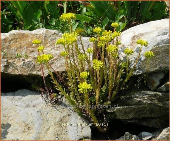 Sedum reflexum | Hemelsleutel, Vetkruid