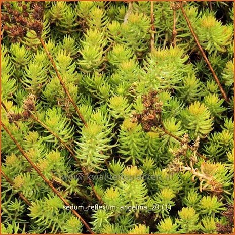 Sedum reflexum 'Angelina' | Hemelsleutel, Vetkruid