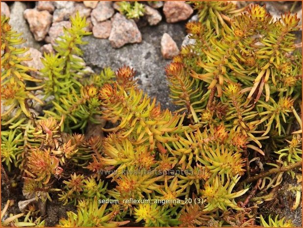 Sedum reflexum 'Angelina' | Hemelsleutel, Vetkruid