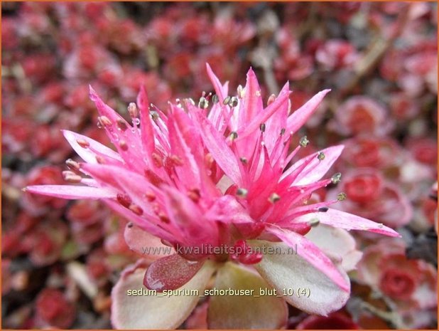 Sedum spurium 'Schorbuser Blut' | Roze vetkruid