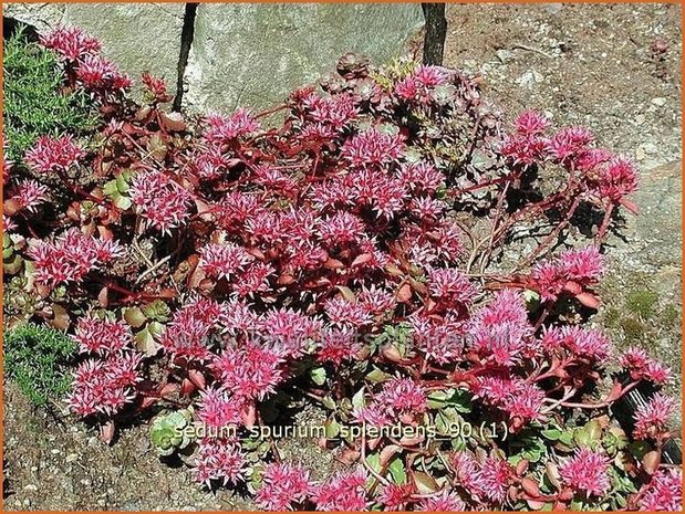 Sedum spurium 'Splendens' | Roze vetkruid