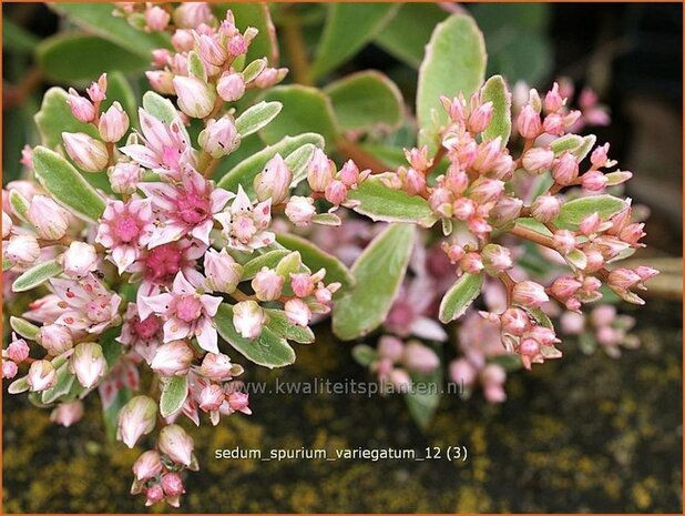 Sedum spurium 'Variegatum' | Roze vetkruid