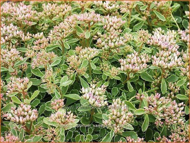 Sedum spurium 'Variegatum' | Roze vetkruid