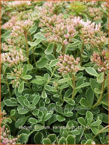 Sedum spurium 'Variegatum' | Roze vetkruid