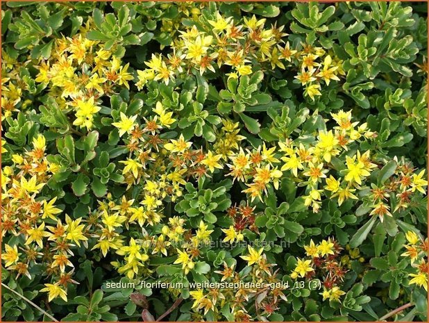 Sedum floriferum 'Weihenstephaner Gold' | Hemelsleutel, Vetkruid