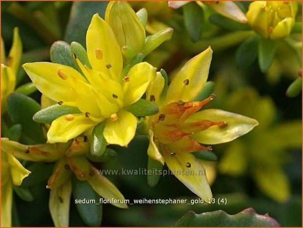 Sedum floriferum 'Weihenstephaner Gold' | Hemelsleutel, Vetkruid