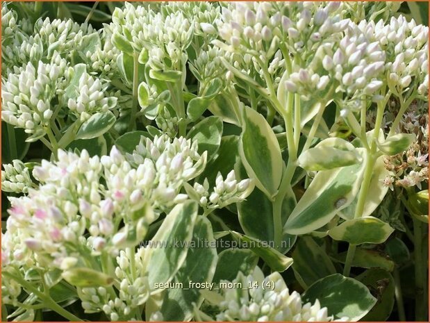 Sedum 'Frosty Morn' | Hemelsleutel, Vetkruid