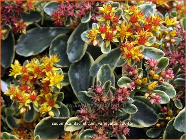 Sedum kamtschaticum 'Variegatum' | Kamtsjatka vetkruid, Russische muurpeper, Vetkruid | Kamtschatka-Fettblatt | Kamch