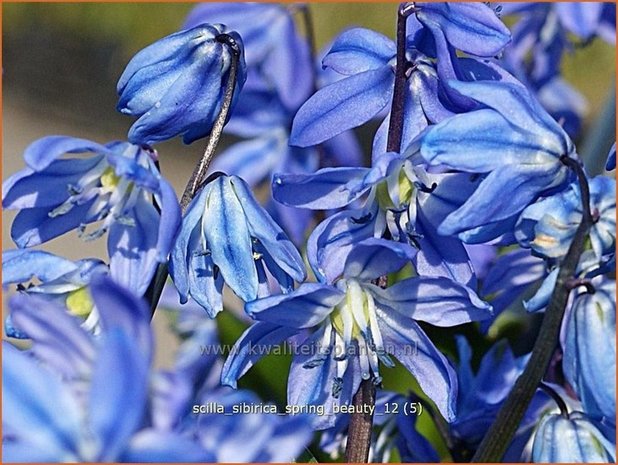 Scilla sibirica 'Spring Beauty' | Oosterse sterhyacinth