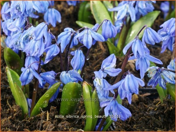 Scilla sibirica 'Spring Beauty' | Oosterse sterhyacinth