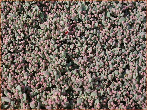 Sedum cauticola 'Lidakense' | Hemelsleutel, Vetkruid