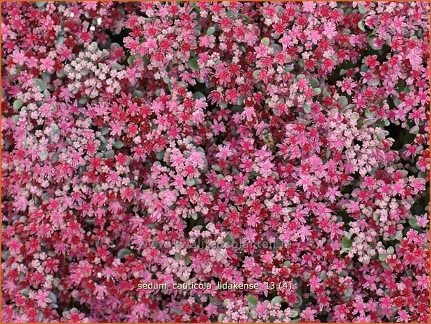 Sedum cauticola 'Lidakense' | Hemelsleutel, Vetkruid