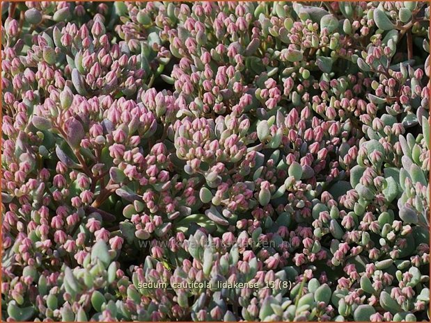 Sedum cauticola 'Lidakense' | Hemelsleutel, Vetkruid