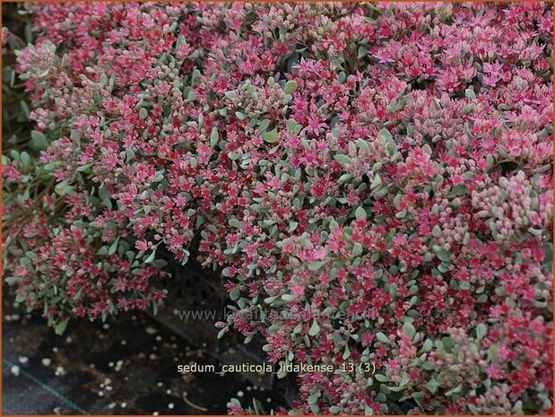 Sedum cauticola 'Lidakense' | Hemelsleutel, Vetkruid