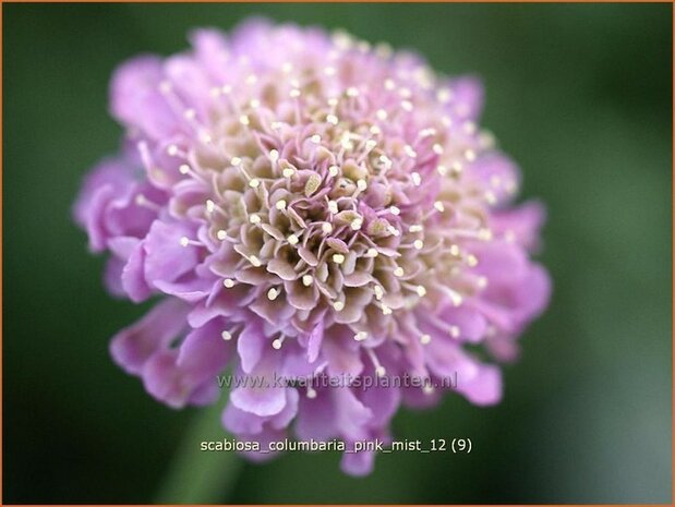 Scabiosa columbaria 'Pink Mist' | Duifkruid, Schurftkruid