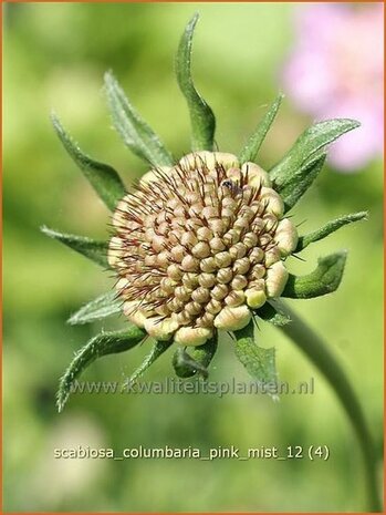 Scabiosa columbaria 'Pink Mist' | Duifkruid, Schurftkruid