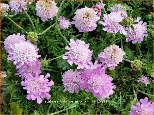 Scabiosa columbaria 'Pink Mist' | Duifkruid, Schurftkruid