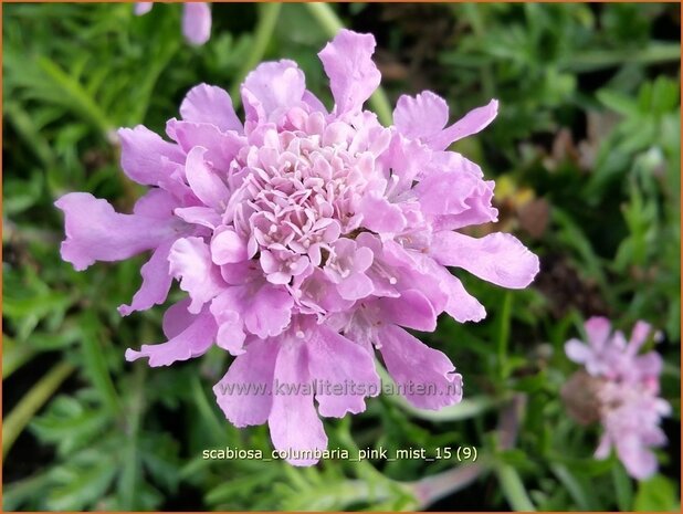 Scabiosa columbaria 'Pink Mist' | Duifkruid, Schurftkruid