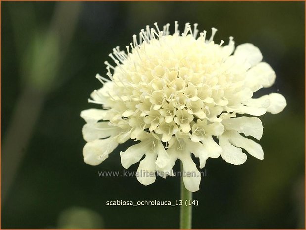 Scabiosa ochroleuca | Duifkruid, Schurftkruid | Gelbe Skabiose