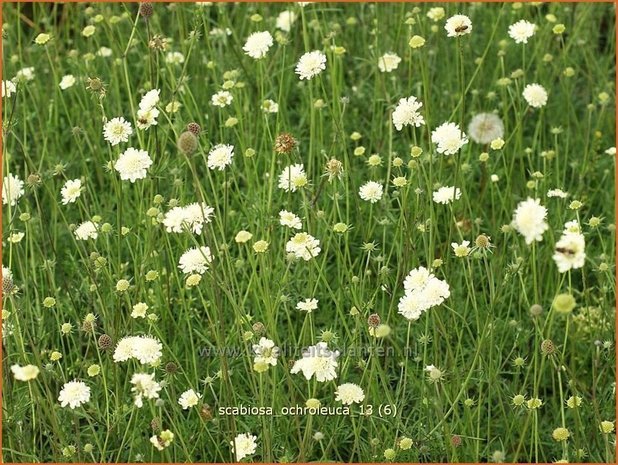 Scabiosa ochroleuca | Duifkruid, Schurftkruid | Gelbe Skabiose