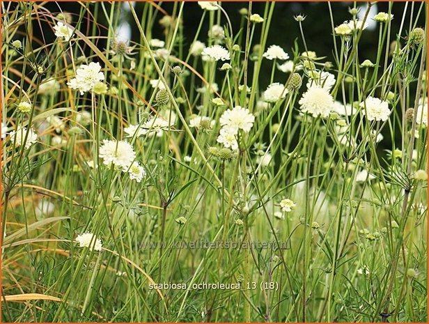 Scabiosa ochroleuca | Duifkruid, Schurftkruid | Gelbe Skabiose