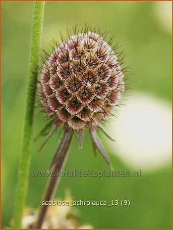 Scabiosa ochroleuca | Duifkruid, Schurftkruid | Gelbe Skabiose