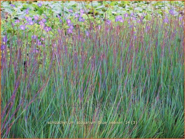 Schizachyrium scoparium 'Blue Heaven' | Klein prairiegras