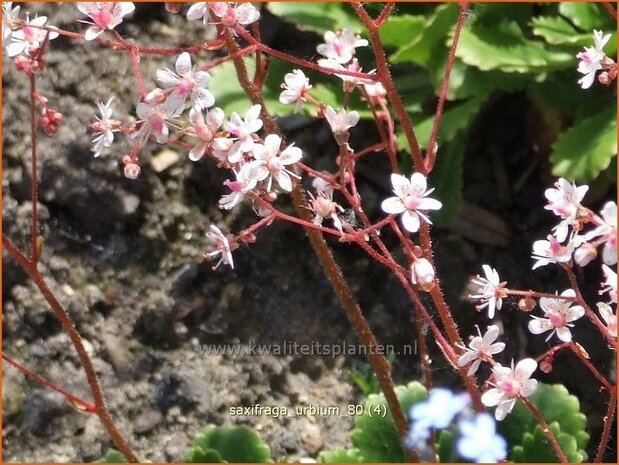 Saxifraga urbium | Steenbreek, Schildersverdriet, Menistenzusjes