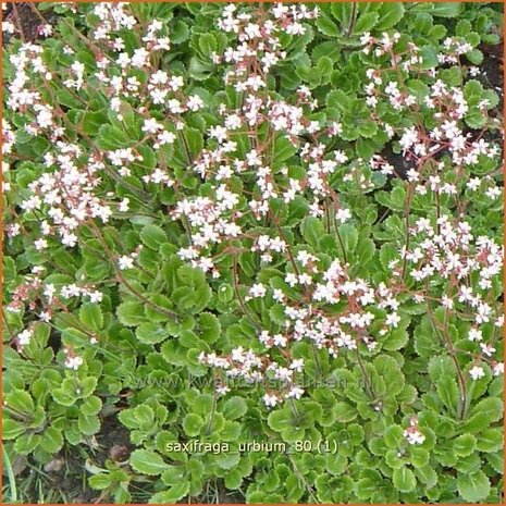 Saxifraga urbium | Steenbreek, Schildersverdriet, Menistenzusjes